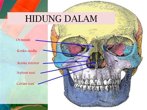 Fisiologi Hidung