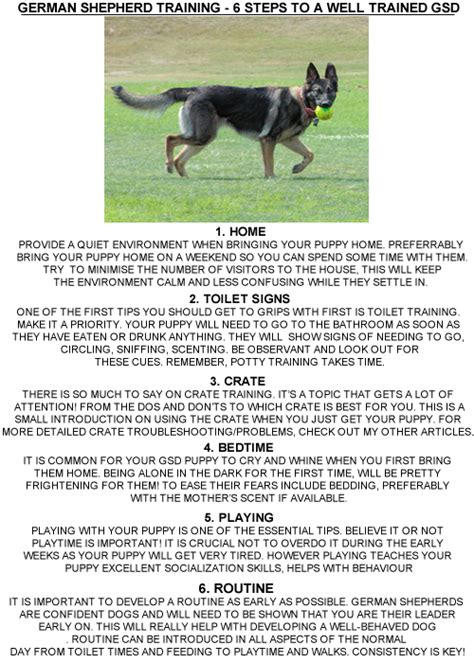 6 Steps to German shepherd puppy training