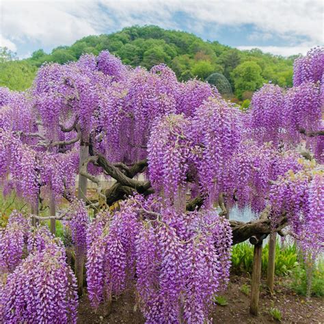 Wisteria Tree | ubicaciondepersonas.cdmx.gob.mx