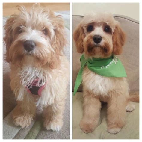 Cockapoo Grooming More Cockapoo Haircut, Goldendoodle Grooming, Puppy ...