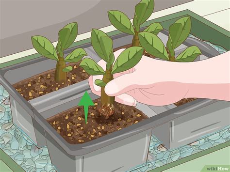 How to Plant Desert Rose Seeds: A Comprehensive Guide