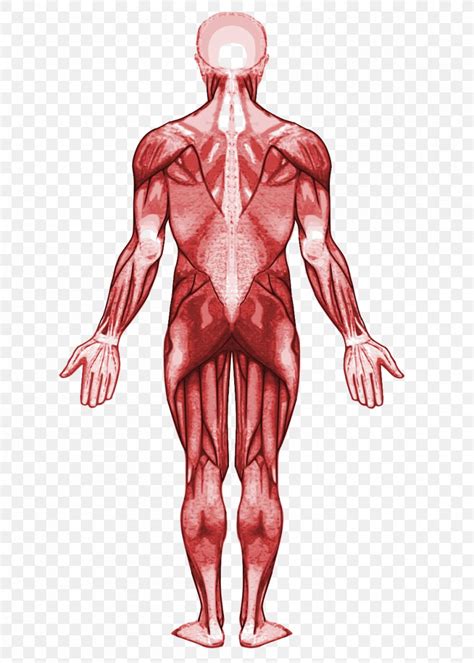 Human Anatomy Muscular System Diagram