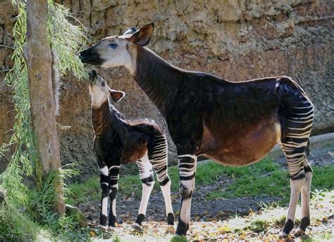 Baby okapi put on display at Los Angeles Zoo - CBS News