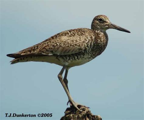 Willet-BreedingPlumage