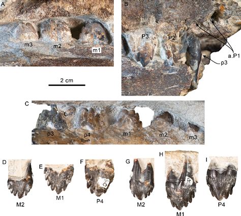 Figure 2 from New heterodont odontocetes from the Oligocene Pysht ...