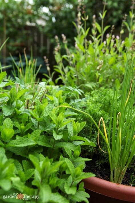 Grow Your Own Perennial Herb Container Garden - Garden Therapy