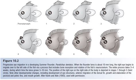 flatfish – Nix Illustration