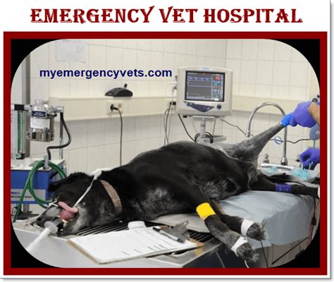 Emergency vet hospital | 24 hour vet Animal Hospital & Veterinarian 2022