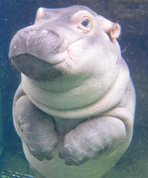 Baby Hippo Fiona Gets Her Own Beer | VinePair