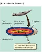 Acoelomate Body Plan