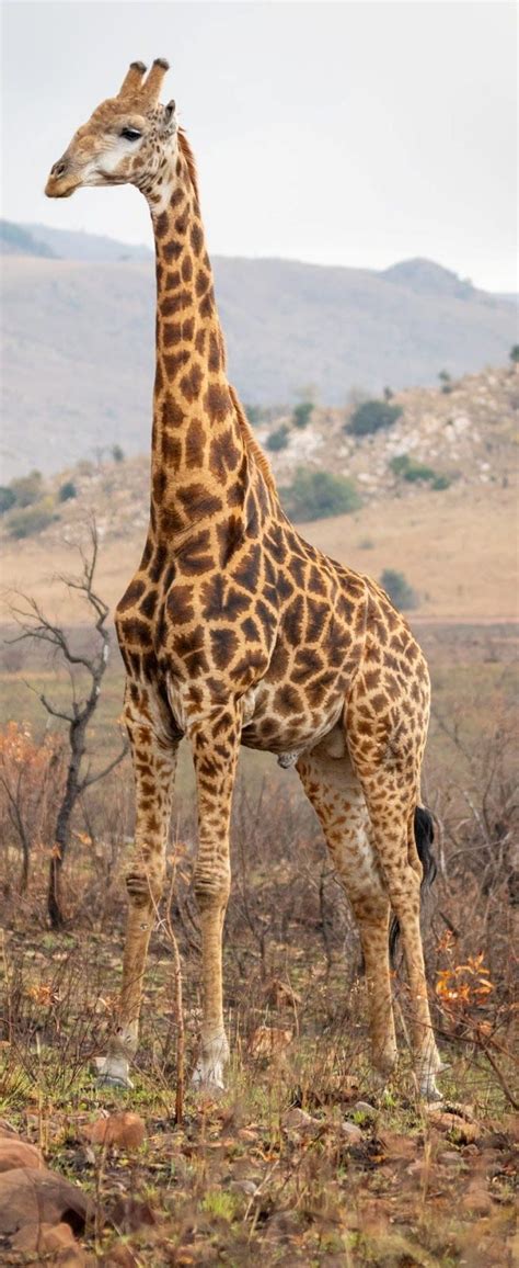 About Wild Animals: Picture of a giraffe in the wild | Wild animals ...