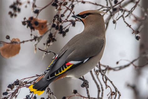 Bohemian Waxwing Facts, Distribution and Range, Diet,Pictures