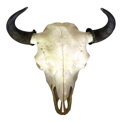 Authentic Harvested Buffalo Skull | Chairish