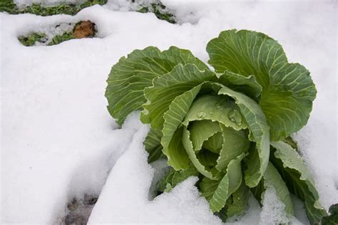 Winter Hardy Plants: Meaning and Characteristics