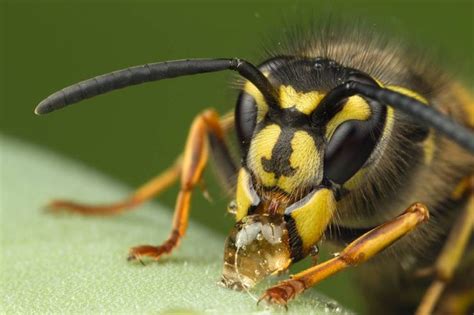 FUN FACT: The venom in wasps contains a pheromone that causes other wasps to become more ...