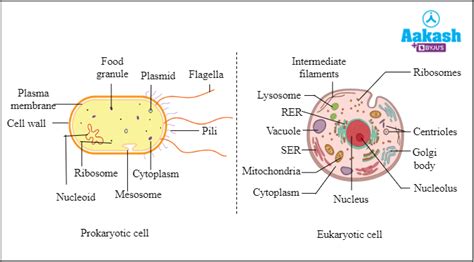 Multicellular Organisms Diagram