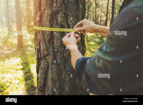Measure the circumference tree hi-res stock photography and images - Alamy