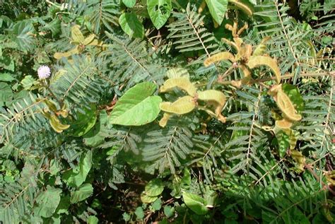 The invasive Mimosa pigra is extending its range in the Lake Tanganyika ecosystem — Lake Tanganyika