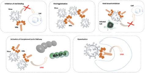 4 Anti-viral activity of mannose-binding lectin (MBL). MBL binds to... | Download Scientific Diagram