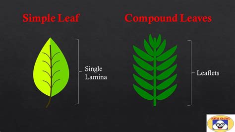 Types Of Leaves | Simple and Compound Leaves| Pinnately and Palmately Compound Leaves | Examples ...