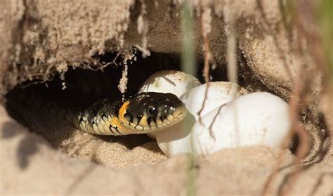 Snake Eggs - What You Need to Know [and Do] - Reptile.Guide