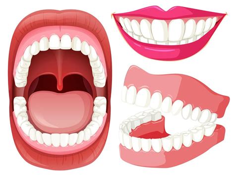 Conjunto de boca y dientes. en 2020 | Diente dibujo, Blanqueamiento dental, Dental