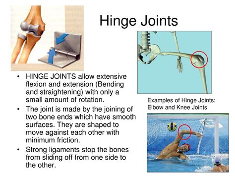 Example Of Hinge Joint