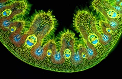 Why are grass cells so cute!? : aww