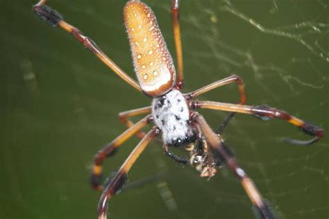 Banana Spider Florida: A Fascinating Arachnid"