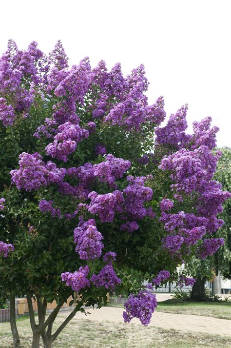 Purple Tower Crape Myrtle - Monrovia - Purple Tower Crape Myrtle | Purple plants, Myrtle tree ...