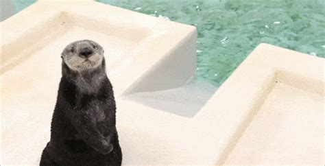 Otter GIF - Find & Share on GIPHY