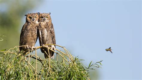 Great Horned Owl | Audubon Field Guide