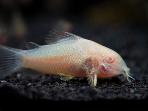 Albino Cory Catfish (Corydoras aeneus), Tank-Bred - Aquatic Arts on sale today for $ 14.99