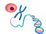 Molecular Genetics Overview ( Read ) | Biology | CK-12 Foundation