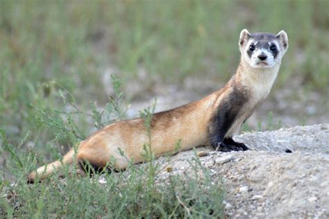 What Do Black-footed Ferrets Sound Like? And Other Ferret Questions Answered | Smithsonian's ...