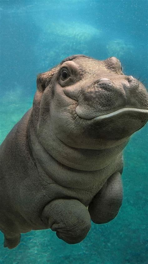 1920x1080px, 1080P free download | Cute Baby Animals, Baby Hippo ...