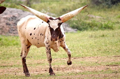 Longhorn Cattle Wallpaper - WallpaperSafari