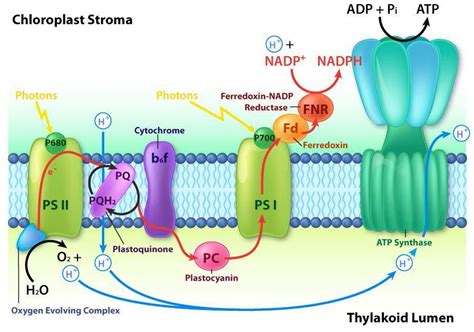 In chloroplasts, ATP is synthesized from ADP plus inorganic phosphate ...