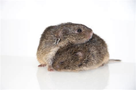 A Study of Unfaithful Voles Links Genes to Brains to Behaviour