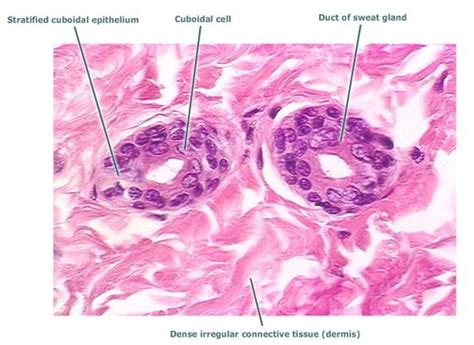 Stratified cuboidal epithelium Flashcards | Quizlet