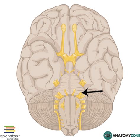 Facial Nerve • Nervous System • AnatomyZone