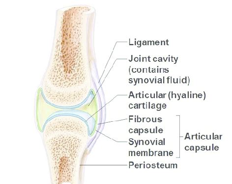 Schematic view of synovial joint [adapted from... | Download Scientific Diagram