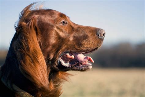 80 Original Female Irish Setter Names - My Pets