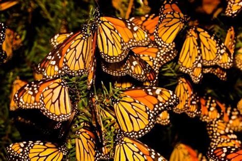 Monarch butterflies are rebounding in Mexico but numbers are still low ...