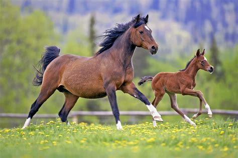 Il comportamento del cavallo. - Microbiologia Italia Zoologia