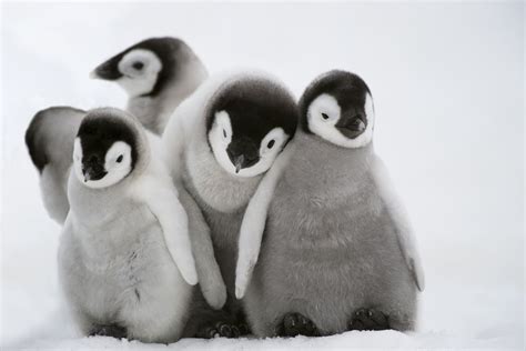 Penguins, explained - Vox