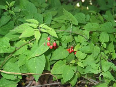 Bittersweet Nightshade | Poison Control | University of Utah Health