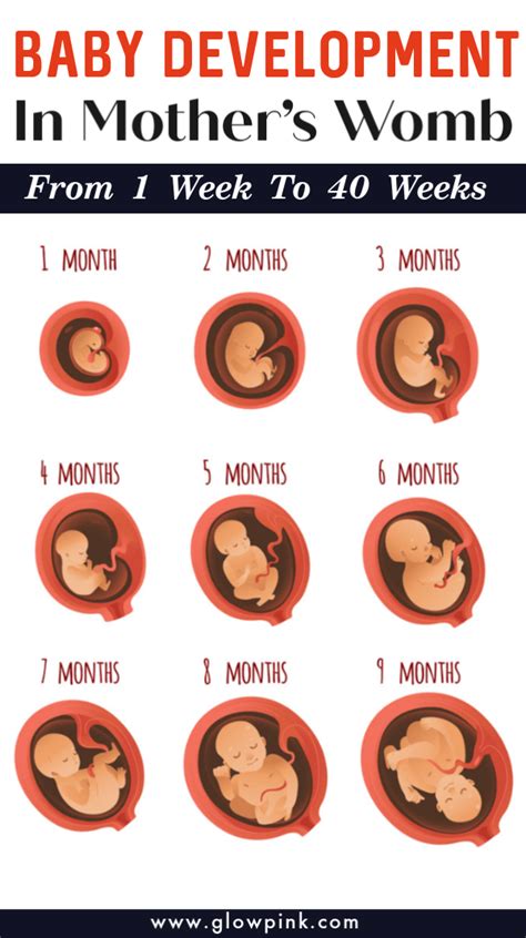 How A Baby Develops From 1 Week To 40 Weeks In Mother's Womb | Baby development, Baby ...