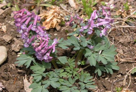 Health Benefits of Corydalis - Properties & Uses