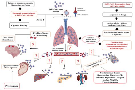 Multi-organ failure in COVID-19 patients: A possible mechanistic ...